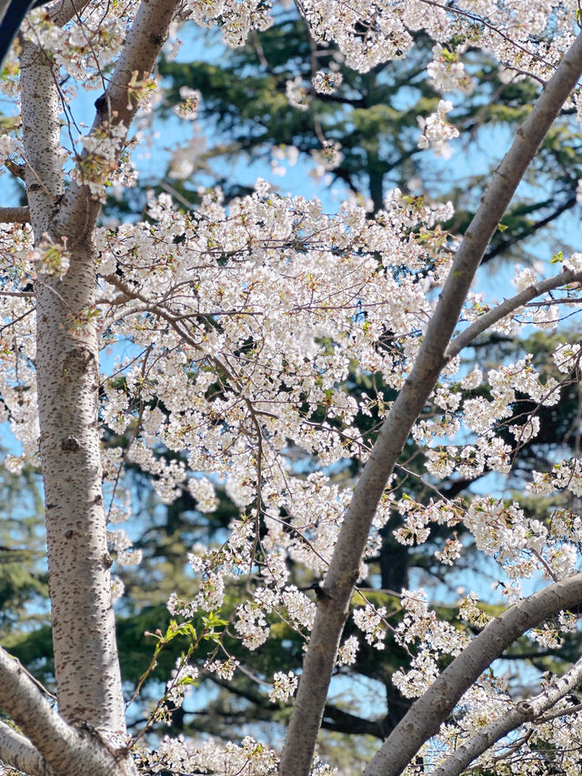 最美櫻花季｜唔使去東京，喺北京玉淵潭都有得睇