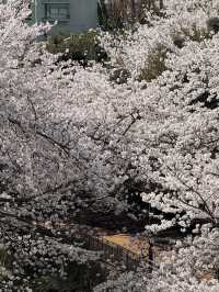 濟州櫻花季 | 新山公園的浪漫花事🌸