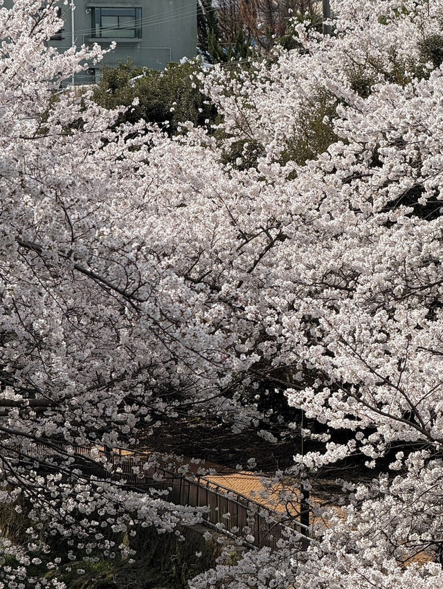 濟州櫻花季 | 新山公園的浪漫花事🌸