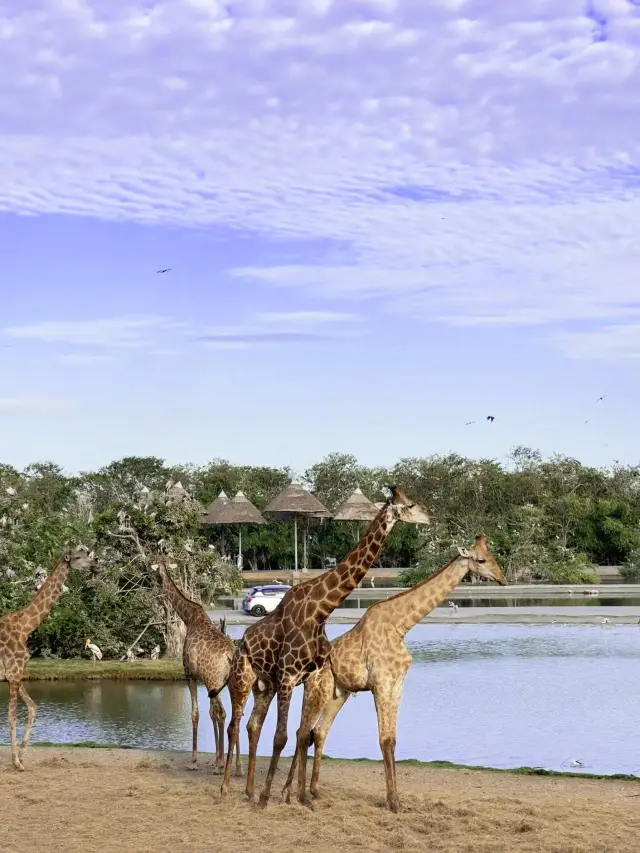 野生動物園餵老虎🐅｜做一天動物園長
