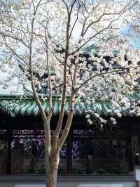 揚州桃花秘境：避開人潮嘅春日小眾玩法