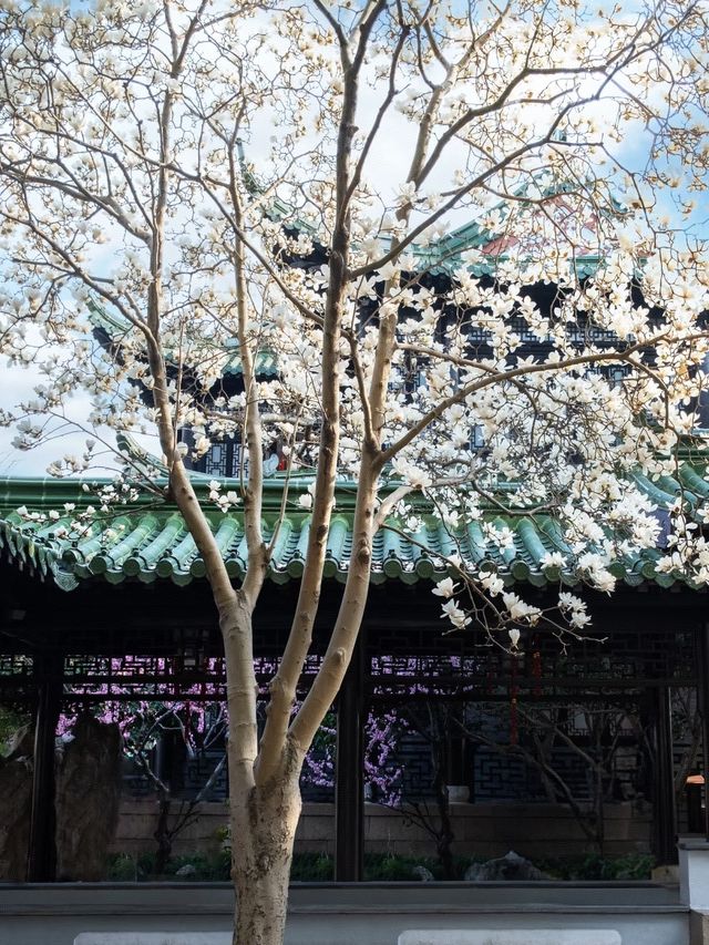 揚州桃花秘境：避開人潮嘅春日小眾玩法