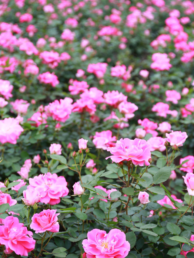 欽州月季花