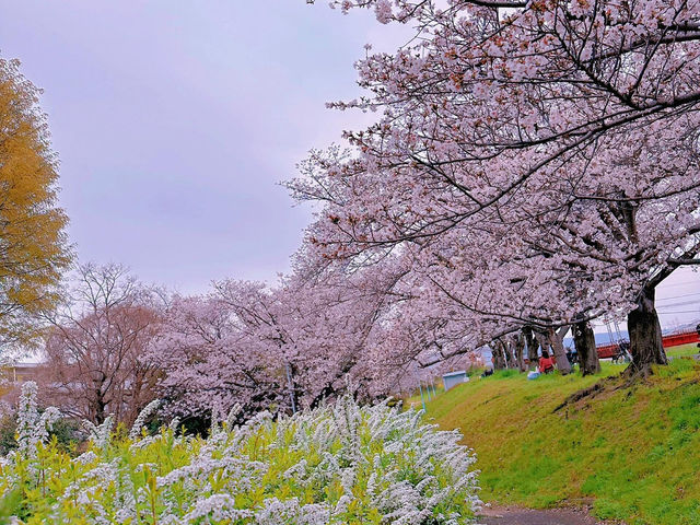 🌸在大阪城西之丸庭院附近，邂逅櫻花與火車的夢幻同框