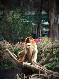 Zoo Walk | 唔好錯過雲南野生動物園嘅春天