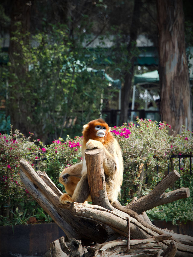 Zoo Walk | 唔好錯過雲南野生動物園嘅春天