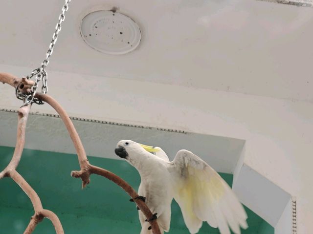探秘蓉城野趣：成都動物園漫遊指南