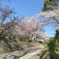🌸福岡五鶴公園櫻花秘境一日行｜承包專屬粉色浪漫