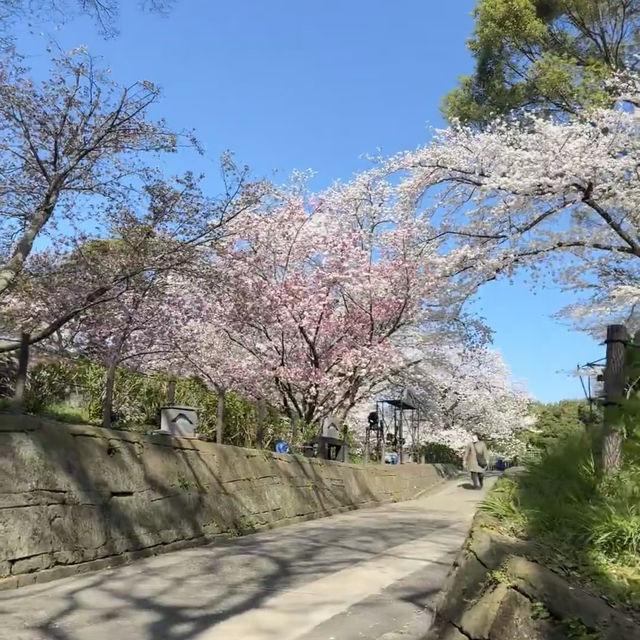 🌸福岡五鶴公園櫻花秘境一日行｜承包專屬粉色浪漫