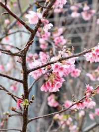 繁花似錦的異國春宴——九族文化村櫻花祭