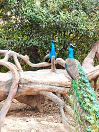 安吉嘉樂比萌寵樂園：超萌超可愛嘅毛茸茸小動物