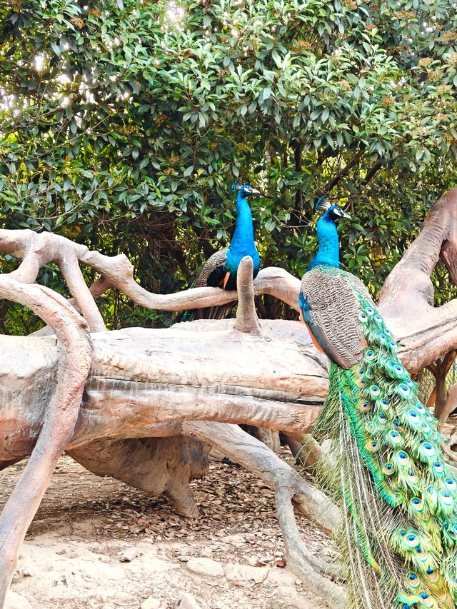 安吉嘉樂比萌寵樂園：超萌超可愛嘅毛茸茸小動物