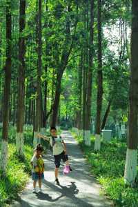 我的城市公園徒步天花板城市裡的綠野仙蹤
