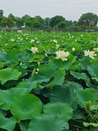 影相效果真係唔錯嘅珠海免費荷花衝