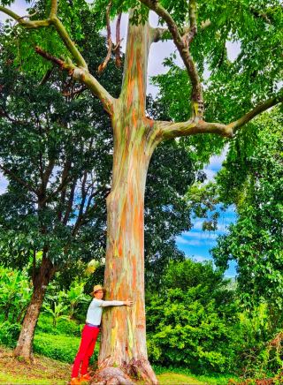 Trip Around the World Series: Caribbean - Grenada
