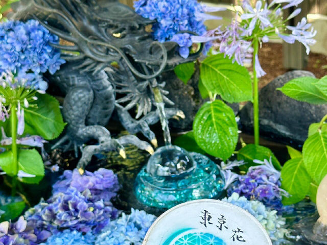 東京新宿 | 隱藏的繡球花祕境
