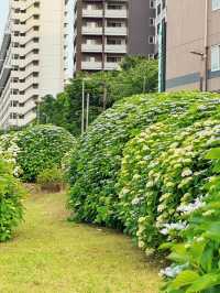 舊中川水邊公園 | 繡球花之約
