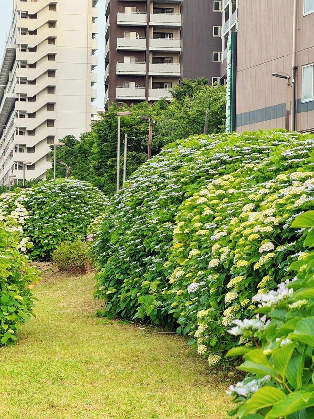 舊中川水邊公園 | 繡球花之約