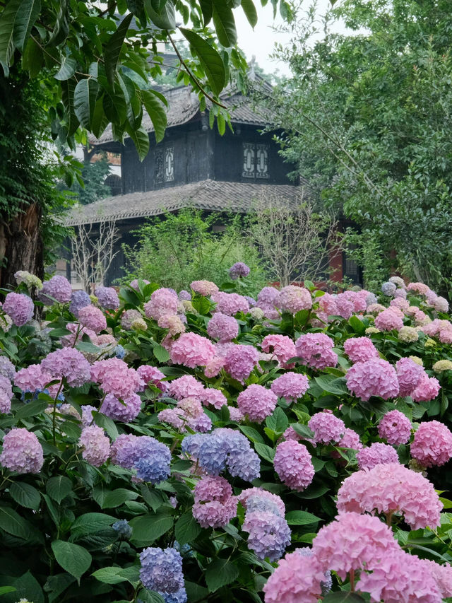 🌸孝泉延祚寺｜邂逅繡球花海與靈鹿的浪漫傳奇🌸