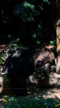 聽勸廣州長隆野生動物園南門入真係正