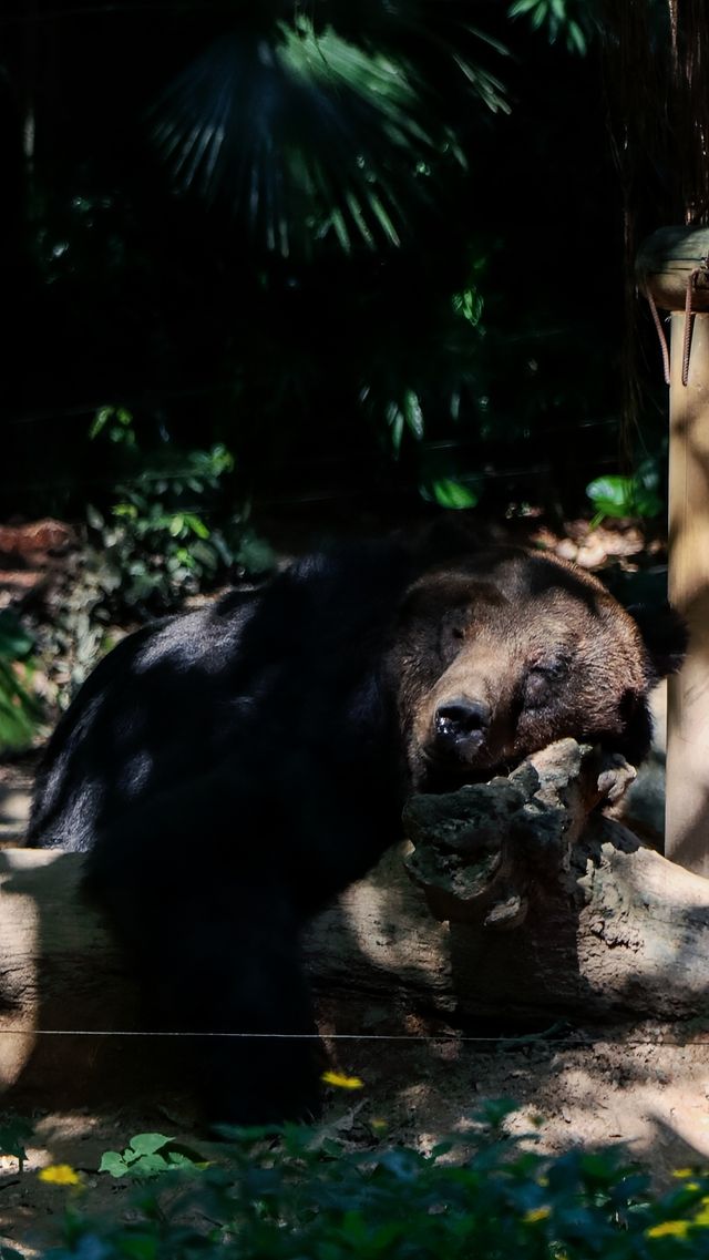聽勸廣州長隆野生動物園南門入真係正