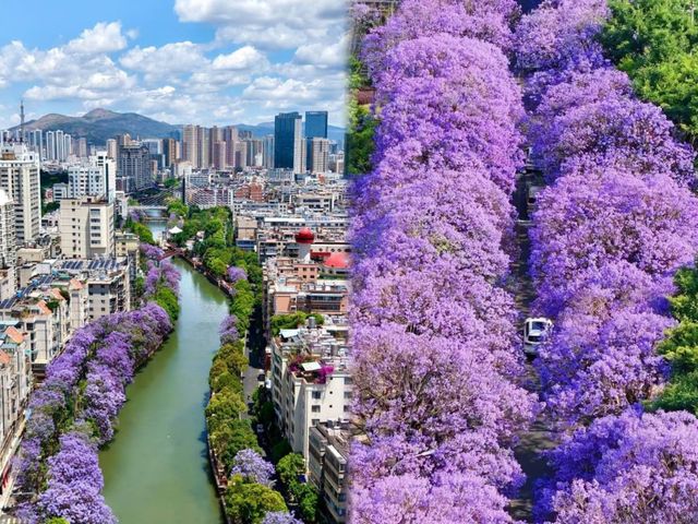藍花楹瀑布下流淌！昆明盤龍江的紫色浪漫暴擊