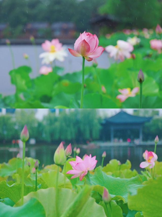 婺源四大荷塘靚到癲
