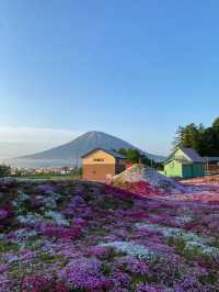 一秒墜入童話世界，去睇漫山遍野嘅粉色地毯