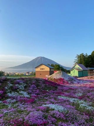 Fall into a fairy tale world in an instant and witness the vast pink carpet covering the hills