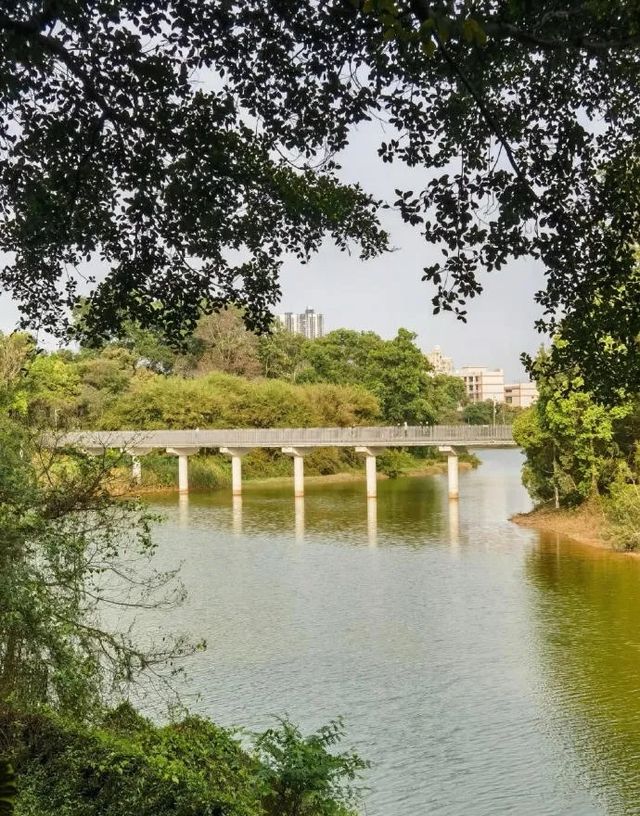 深圳小眾秘境，龍華新開免費環湖綠道！