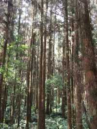 藏在山林裡的綠色奇境：走進臺灣的秘境森林，找回內心的平靜
