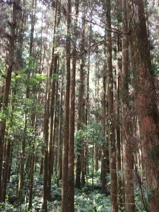 藏在山林裡的綠色奇境：走進臺灣的秘境森林，找回內心的平靜