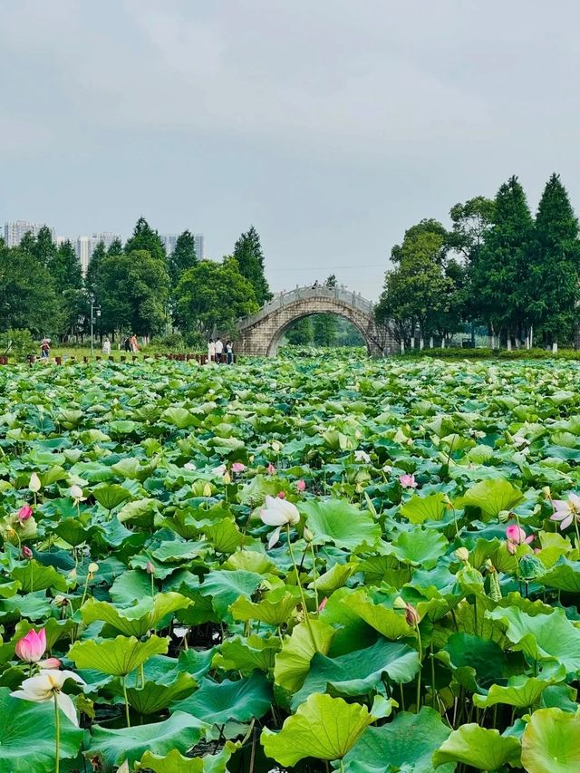 雨季來臨嘅南昌，藏住最詩意嘅夏天~