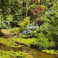 【東京周邊隱世賞花地！本土寺紫陽花美到似動畫場景！】
