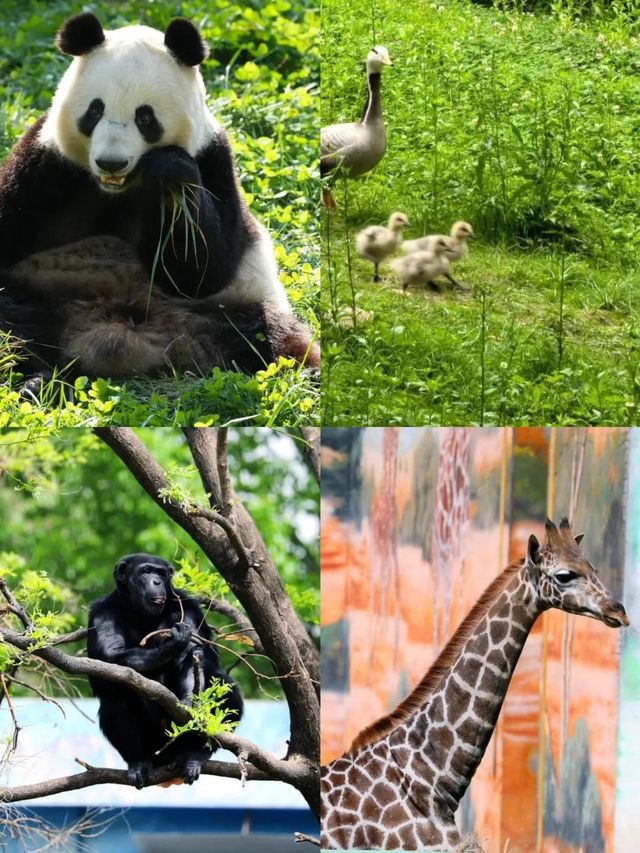 西安秦嶺雙線遊！探訪可愛動物，爬山追逐晚霞。