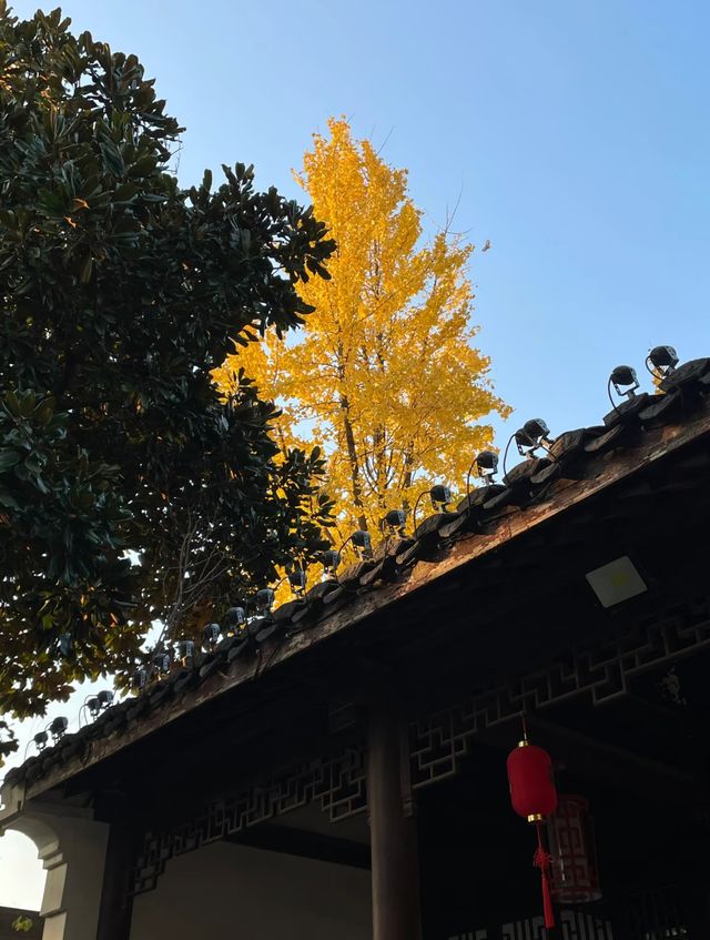 永康賞銀杏絕佳地