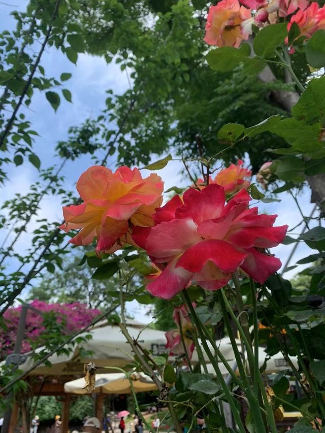人隨花好