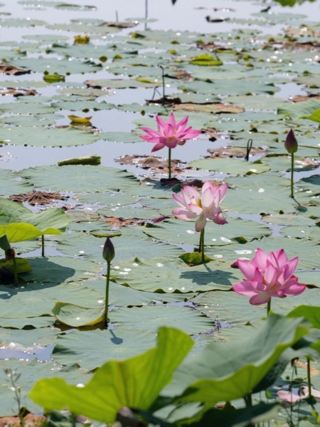 畢節金海湖公園：探秘貴州生態濕地，開啟心靈度假之旅