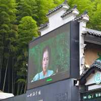 This is the Legendary Bamboo Forest of Crouching Tiger