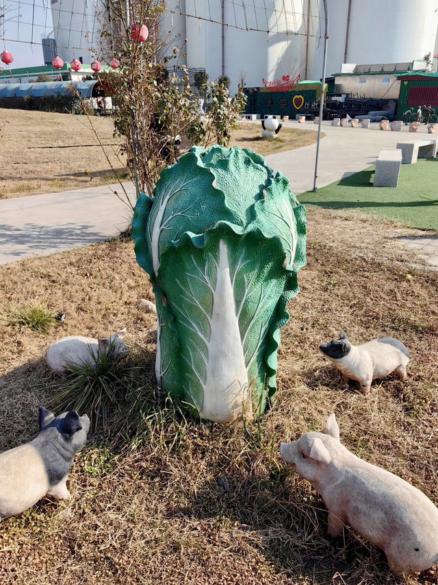 清心慢旅，愛菊健康文化體驗園的自然之語