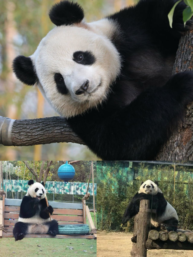 南京國慶遛娃不擠人!湯山紫清湖全攻略。。 南京國慶遛娃不擠人!湯山紫清湖全攻略。。