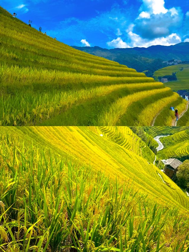 感受自然風光梯田之美