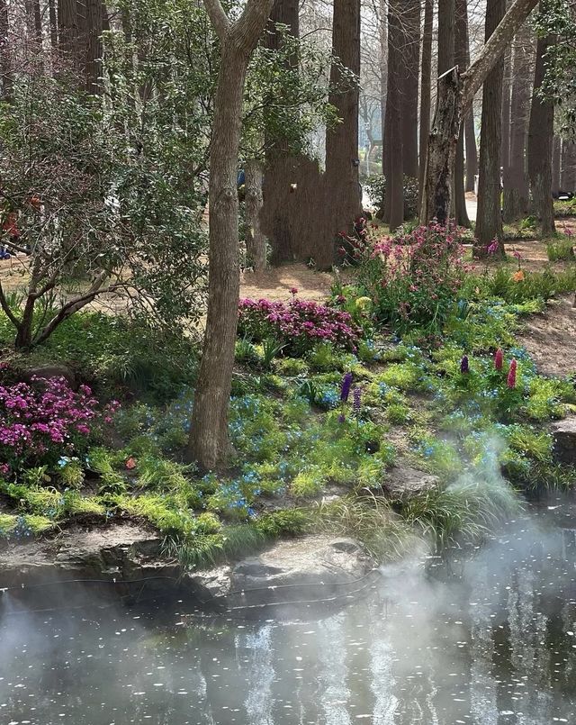 南京中山植物園大賞花浪漫程度不輸玫瑰！