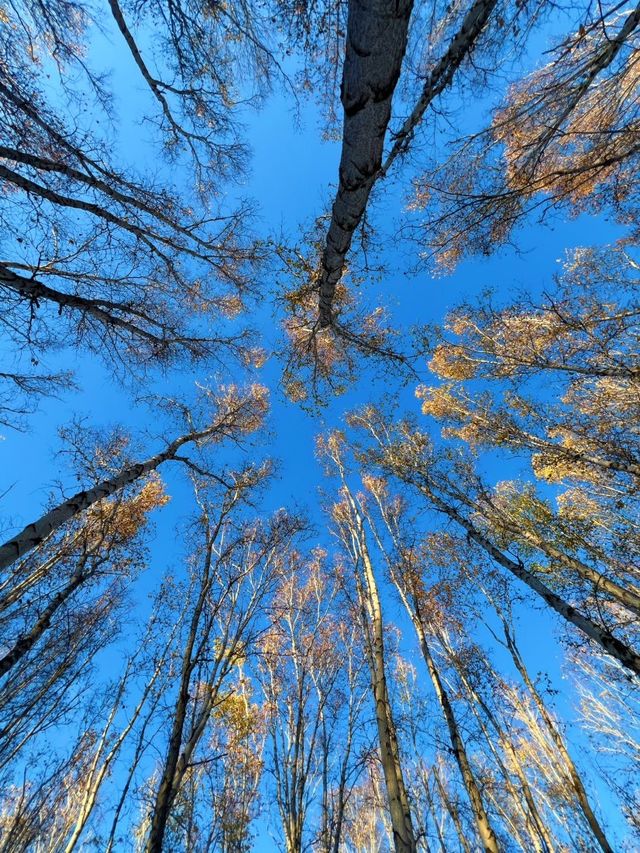 闖進北緯50°白色秘境額爾古納白樺林童話世界