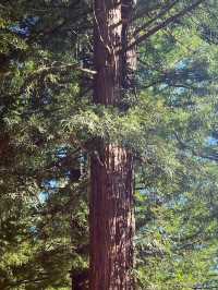 🌳 Blue Spring Entrance: A Cathedral of Giant Redwoods! 🌲