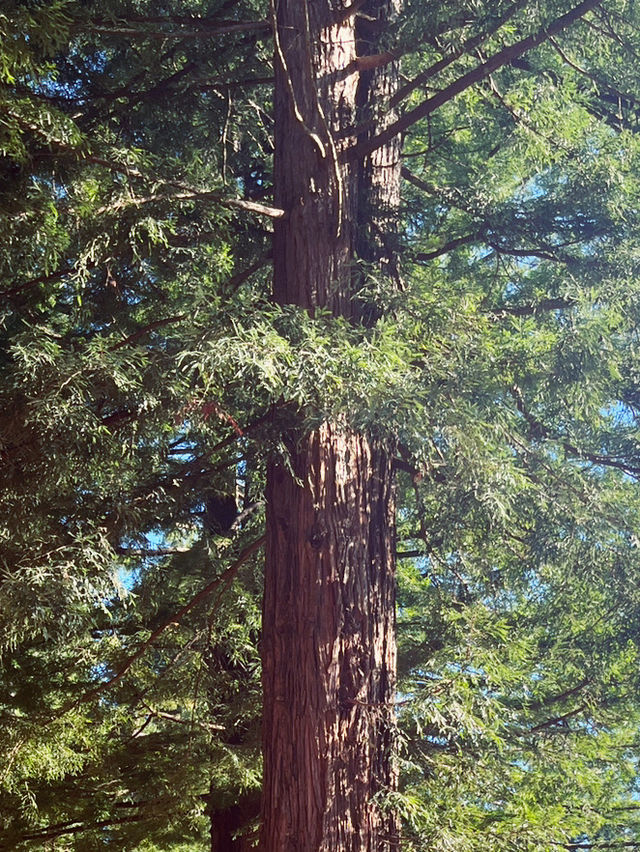 🌳 Blue Spring Entrance: A Cathedral of Giant Redwoods! 🌲