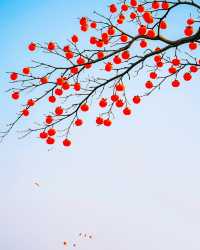 從青果到紅柿：一棵柿樹，把“事事如意”結滿了枝頭