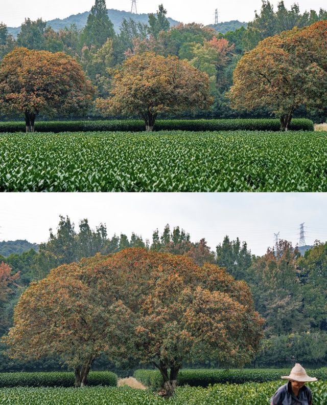 杭州賞桂全攻略4個私藏小眾地,人少花多超出片! 杭州賞桂全攻略4個私藏小眾地,人少花多超出片!