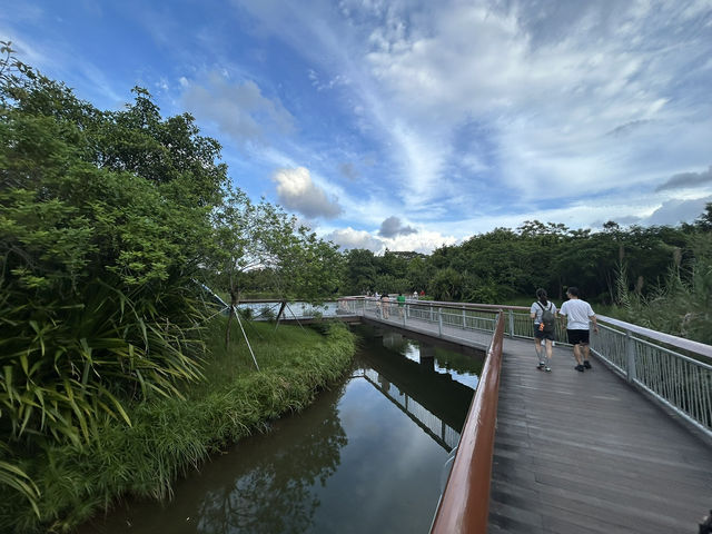 🌿 福田紅樹林生態公園｜城市裡的自然保護園區！