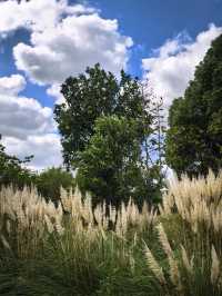 滬上秋韻 | 邂逅唐城文化公園的斑斕景色